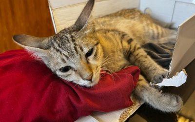 Together, we can make a difference for cats.